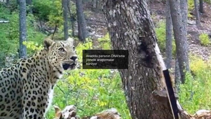 Anadolu parsının DNA’sına yönelik araştırmalar sürüyor