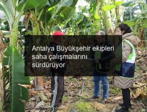 Antalya Büyükşehir ekipleri saha çalışmalarını sürdürüyor