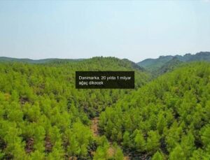 Danimarka, 20 yılda 1 milyar ağaç dikecek