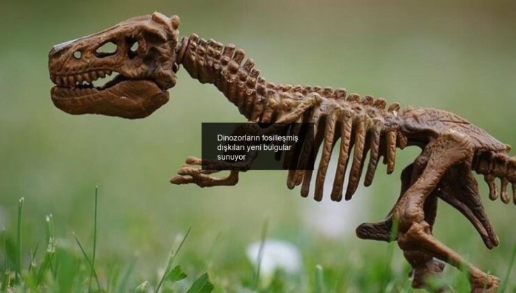 Dinozorların fosilleşmiş dışkıları yeni bulgular sunuyor