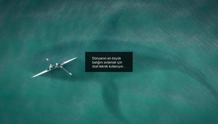 Dünyanın en büyük balığını avlamak için özel teknik kullanıyor