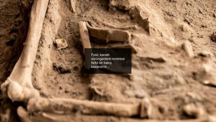 Fosil, kanatlı sürüngenlerin evrimine farklı bir bakış kazandırdı