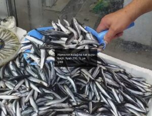 Hamsinin kulağına kar suyu kaçtı, fiyatı 200 TL’ye çıktı