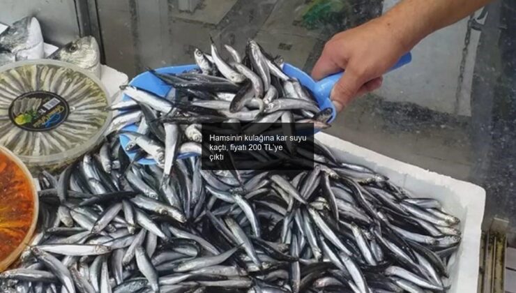 Hamsinin kulağına kar suyu kaçtı, fiyatı 200 TL’ye çıktı