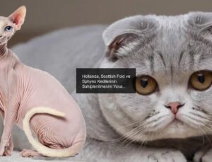 Hollanda, Scottish Fold ve Sphynx Kedilerinin Sahiplenilmesini Yasaklıyor