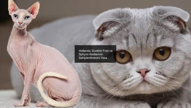 Hollanda, Scottish Fold ve Sphynx Kedilerinin Sahiplenilmesini Yasaklıyor