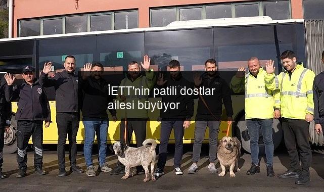 İETT’nin patili dostlar ailesi büyüyor