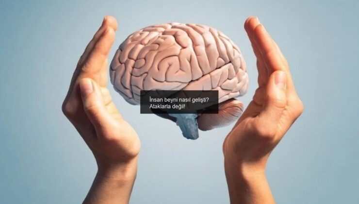 İnsan beyni nasıl gelişti? Ataklarla değil!