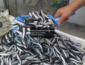 Karadeniz hamsisi lezzetlendi, fiyatı uçtu! Çinakop fiyatıysa düşüşte…