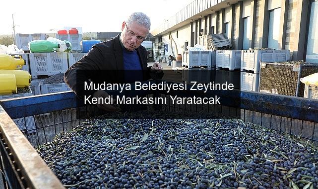 Mudanya Belediyesi Zeytinde Kendi Markasını Yaratacak