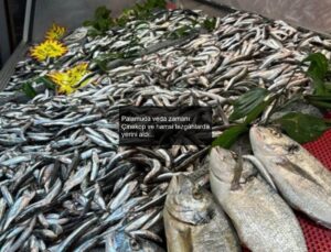 Palamuda veda zamanı: Çinekop ve hamsi tezgâhlarda yerini aldı…