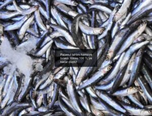 Palamut tahtını hamsiye bıraktı: Kilosu 100 TL’ye kadar düştü!