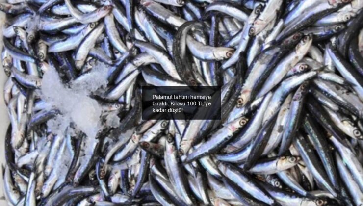 Palamut tahtını hamsiye bıraktı: Kilosu 100 TL’ye kadar düştü!