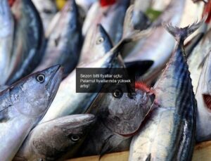 Sezon bitti fiyatlar uçtu: Palamut fiyatlarında yüksek artış!