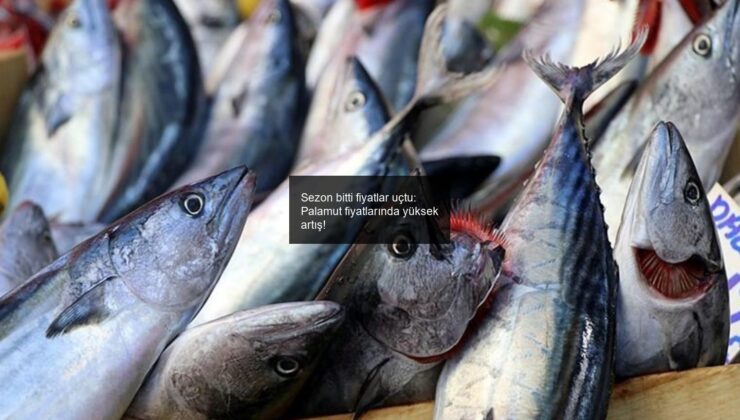 Sezon bitti fiyatlar uçtu: Palamut fiyatlarında yüksek artış!