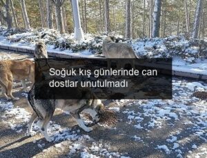 Soğuk kış günlerinde can dostlar unutulmadı