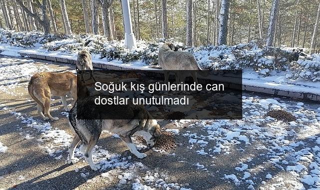 Soğuk kış günlerinde can dostlar unutulmadı