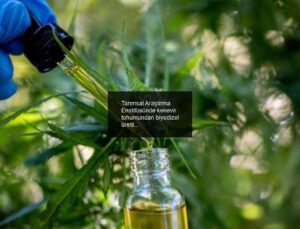 Tarımsal Araştırma Enstitüsünde kenevir tohumundan biyodizel üretildi