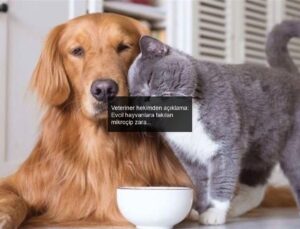 Veteriner hekimden açıklama: Evcil hayvanlara takılan mikroçip zararlı mıdır?