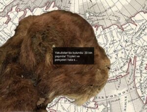 Yakutistan’da bulundu: 30 bin yaşında! ‘Tüyleri ve pençeleri hala sağlam…’