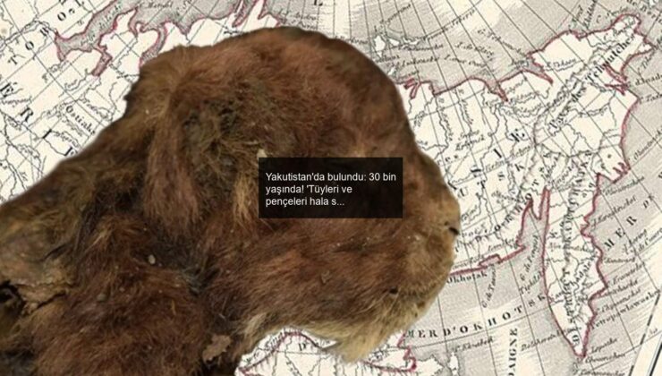 Yakutistan’da bulundu: 30 bin yaşında! ‘Tüyleri ve pençeleri hala sağlam…’