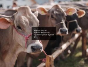 Belediye başkanı açıkladı: Hayvancılık yapmak istiyorum diyene 5 gebe düve veriliyor!