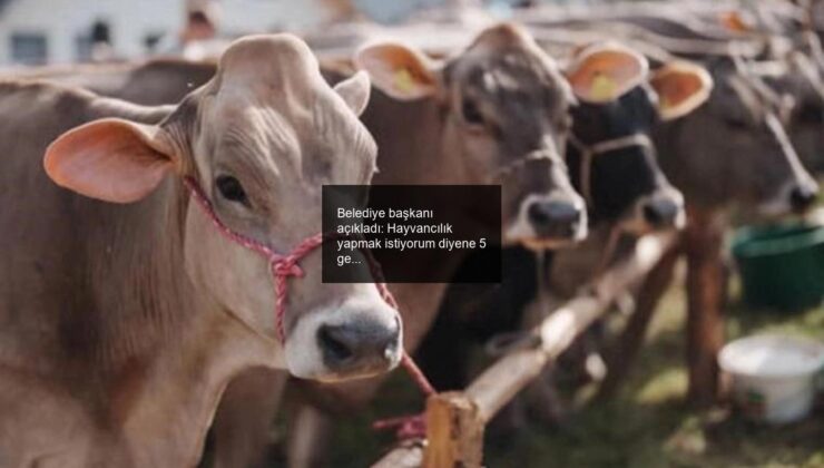 Belediye başkanı açıkladı: Hayvancılık yapmak istiyorum diyene 5 gebe düve veriliyor!