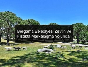 Bergama Belediyesi Zeytin ve Fıstıkta Markalaşma Yolunda