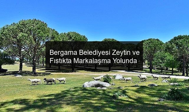 Bergama Belediyesi Zeytin ve Fıstıkta Markalaşma Yolunda