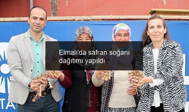 Elmalı’da safran soğanı dağıtımı yapıldı