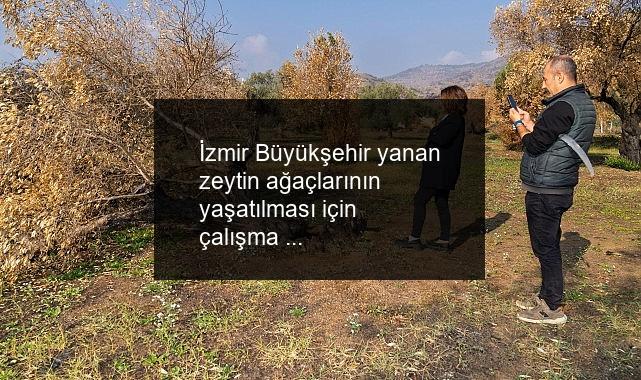 İzmir Büyükşehir yanan zeytin ağaçlarının yaşatılması için çalışma başlattı Zeytin ağaçları küllerinden doğacak