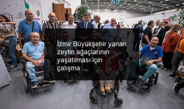 İzmir Büyükşehir yanan zeytin ağaçlarının yaşatılması için çalışma başlattı Zeytin ağaçları küllerinden doğacak