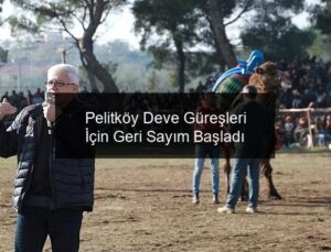 Pelitköy Deve Güreşleri İçin Geri Sayım Başladı