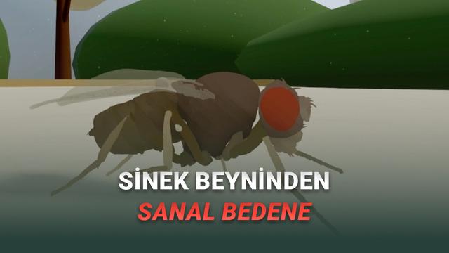 Bilim İnsanları İlk Kez “Tam Beyin Simülasyonu” ile Davranış Üreten Sanal Bir Canlı Yarattı [Video]
