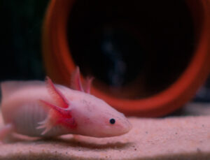 İnsanda uyuyan mucize: Uzuv yenileme yeteneği oksijen engelini aşabilir mi?