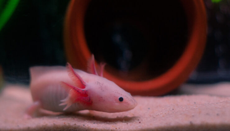 İnsanda uyuyan mucize: Uzuv yenileme yeteneği oksijen engelini aşabilir mi?