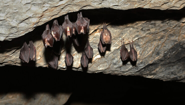 Marburg Virüsü ve Yarasa Mağarası: Uganda’daki Gizli Tehlike