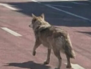 Neukgu: Dijital Gölgesinde Bir Kaçış Hikayesi