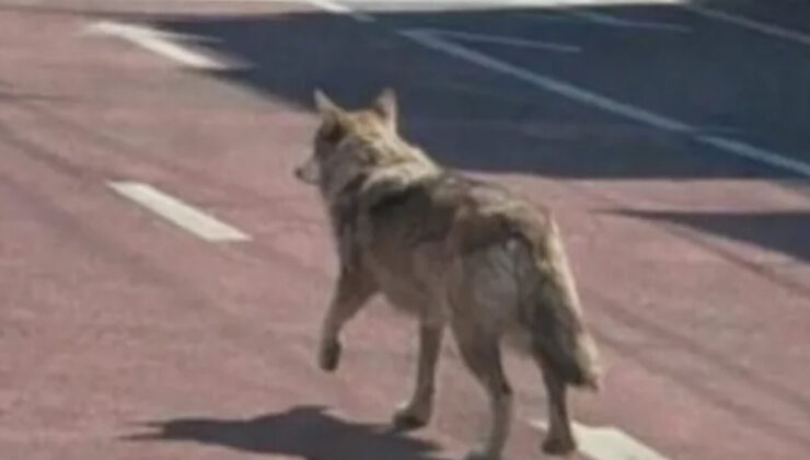 Neukgu: Dijital Gölgesinde Bir Kaçış Hikayesi