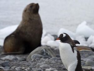 Penguen ve deniz fili dışkıları, Antarktika’ya can veriyor
