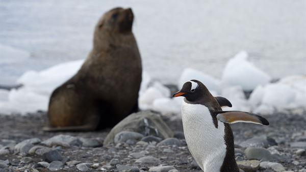 Penguen ve deniz fili dışkıları, Antarktika’ya can veriyor