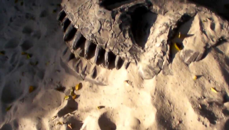 Tayland’da iki yeni dinozor türü keşfedildi