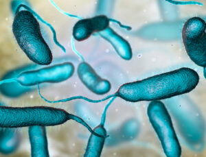 Isınan Denizler ve Et Yiyen Bakteri: Vibrio vulnificus ile Mücadele