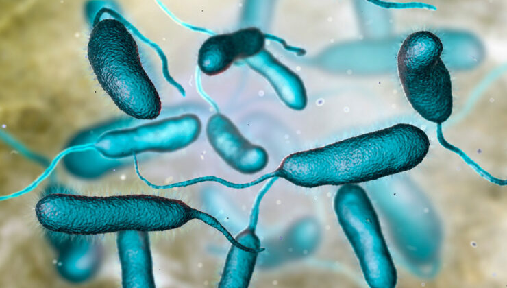 Isınan Denizler ve Et Yiyen Bakteri: Vibrio vulnificus ile Mücadele
