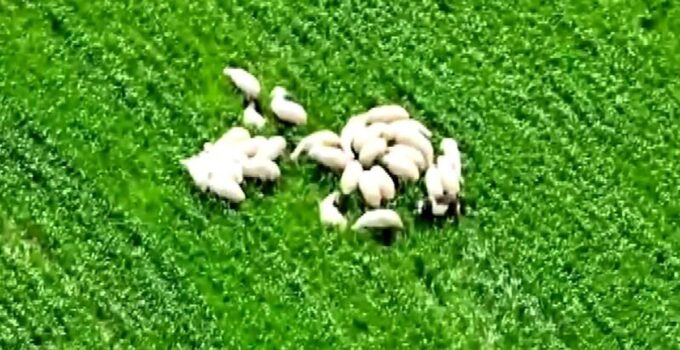 Kaybolan koyun sürüsü tarlanın ortasında dronla bulundu