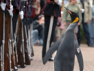 Sir Nils Olav III: İskoçya-Norveç Dostluğunun Kara Şaheseri