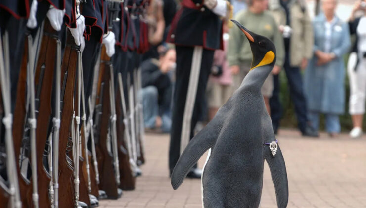 Sir Nils Olav III: İskoçya-Norveç Dostluğunun Kara Şaheseri